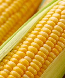 Alternative view of 75 SOUTH AMERICAN Yellow POPCORN Corn Zea Mays Heirloom Vegetable Seeds