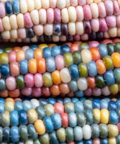 Alternative view of 30 GLASS GEM CORN Mixed Colors Ornamental Edible Zea Mays Heirloom Vegetable Seeds
