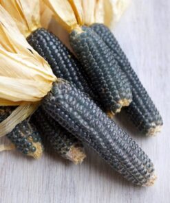 Alternative view of 50 BLUE POPCORN Blue Kernels Pop White Corn Zea Mays Vegetable Seeds