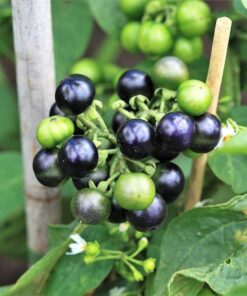 Alternative view of 100 GARDEN HUCKLEBERRY (Ground Cherry) Solanum Melanocerasum Berry Fruit Bush Seeds