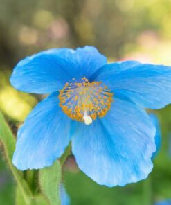Alternative view of 10 BLUE HIMALAYAN POPPY Tibetan Meconopsis Betonicifolia Flower Seeds