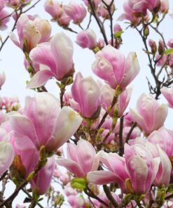 5 LILY MAGNOLIA Flower TREE Pink & Purple Fragrant Tulip Magnol Liliiflora Seeds