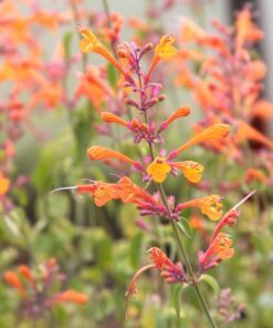 Alternative view of 30 MIXED COLORS AGASTACHE Aurantiaca Cana Hummingbird Mint Hyssop Flower Seeds