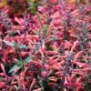 30 MIXED COLORS AGASTACHE Aurantiaca Cana Hummingbird Mint Hyssop Flower Seeds