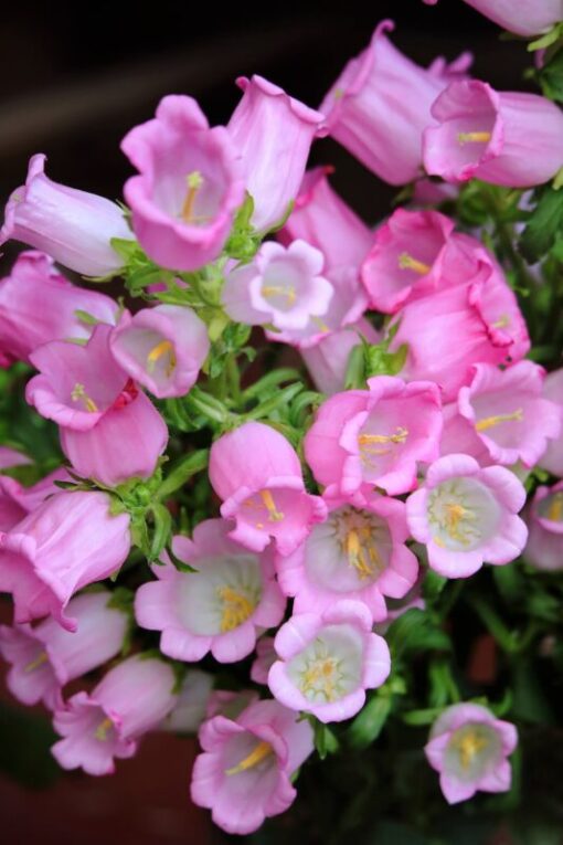 200 Rose Pink CANTERBURY BELLS