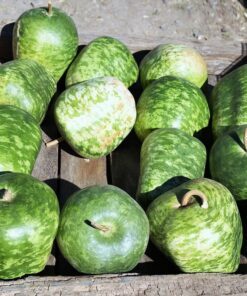 25 Small APPLE GOURD Cucurbita Pepo Ornamental Squash Seeds