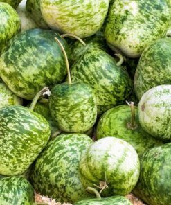 Alternative view of 25 Small APPLE GOURD Cucurbita Pepo Ornamental Squash Seeds