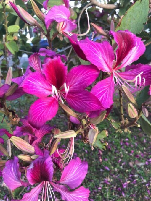 10 PURPLE ORCHID TREE Bauhinia Purpurea Camel's Foot Butterfly Flower Tree Hummingbird Seeds