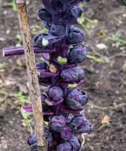 Alternative view of 70 RED Ball BRUSSEL SPROUT Brussels Sprouts Brassica Oleracea Gemmifera Vegetable Seeds *Comb Ship