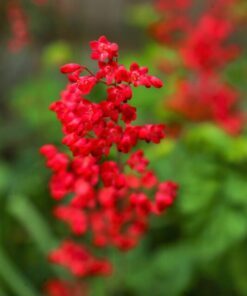 Alternative view of 100 Red VIVID CORAL BELLS Heuchera Sanguinea Sanguineum Scarlet Shade Flower Seeds