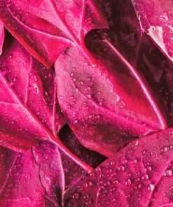 Alternative view of 150 MAGENTA MAGIC ORACH Mountain Spinach Atriplex Hortensis Red Leaf Vegetable Greens Seeds