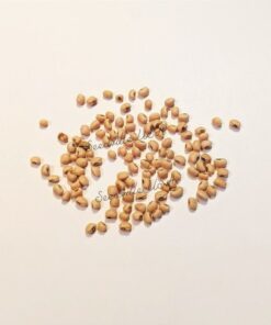 Alternative view of 100 LADY COWPEA Cow Pea Southern Pea Vigna Unguiculata Legume White Lady Finger Bean Vegetable Seeds