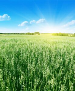 Alternative view of 250 Certified ARMOR OAT Oats Avena Sativa Cereal Grain Cover Crop Seeds
