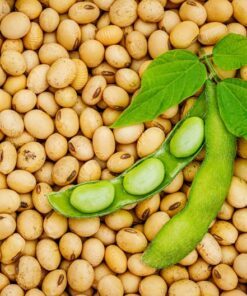 Alternative view of 20 Organic MIDORI GIANT SOYBEAN Edamame Glycine Max Green Bean Legume Vegetable Seeds
