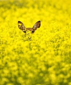 Alternative view of 1000 ' WICHITA ' Winter CANOLA Brassica Napus Rape Oilseed Cover Crop Seeds