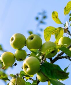 Alternative view of 25 ANTONOVKA APPLE TREE Malus Pumila var