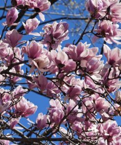 Alternative view of 5 LILY MAGNOLIA Flower TREE Pink & Purple Fragrant Tulip Magnol Liliiflora Seeds