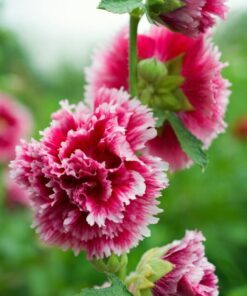 Alternative view of 50 SUMMER CARNIVAL HOLLYHOCK Double Mixed Colors Red Pink White Yellow Peach Alcea Rosea Flower Seeds