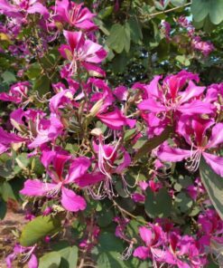 Alternative view of 10 PURPLE ORCHID TREE Bauhinia Purpurea Camel's Foot Butterfly Flower Tree Hummingbird Seeds
