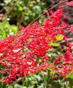 Alternative view of 100 Red HEUCHERA SPLENDENS Coral Bells Heuchera Sanguinea Sanguineum Shade Flower Seeds