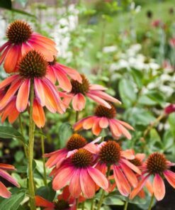 Alternative view of 25 CHEYENNE SPIRIT CONEFLOWER Echinacea Orange Red Yellow Purple Pink White Herb Flower Seeds