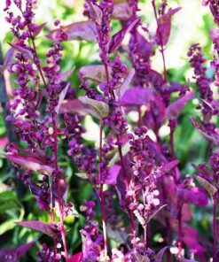 Alternative view of 150 TRIPLE PURPLE ORACH Mountain Spinach Atriplex Hortensis Leaf Vegetable Purple Greens Seeds