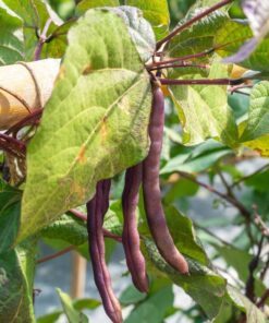 Alternative view of 100 RED RIPPER COWPEA Cow Pea Southern Pea Vigna Unguiculata Legume Bean Vegetable Seeds
