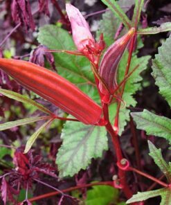 Alternative view of 50 JING ORANGE OKRA Abelmoschus Esculentus Yellow & Red Flower Red Orange Vegetable Seeds