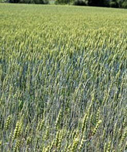 Alternative view of 350 AROOSTOOK RYE Secale Cereale Cereal Grain Hardy Winter Cover Crop Seeds