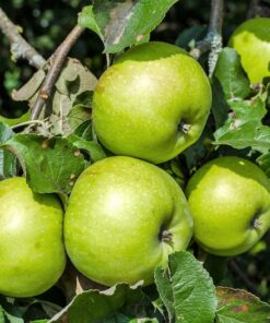 25 ANTONOVKA APPLE TREE Malus Pumila var