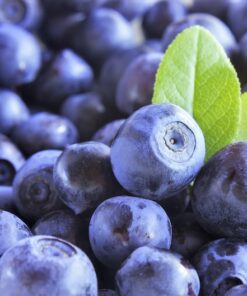 20 DWARF BILBERRY Vaccinium Caespitosum Dwarf Blueberry Whortleberry Pink Flower Blue Berry Fruit Evergreen Shrub Seeds