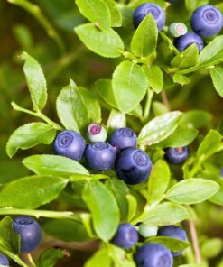 Alternative view of 20 DWARF BILBERRY Vaccinium Caespitosum Dwarf Blueberry Whortleberry Pink Flower Blue Berry Fruit Evergreen Shrub Seeds