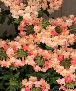 Alternative view of 50 Dwarf APRICOT VERBENA Nana Compacta Fragrant Butterfly Flower Seeds