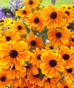 250 Dwarf MARMALADE RUDBECKIA Hirta Golden Orange Black Eyed Susan Gloriosa Daisy Flower Seeds *Flat S/H