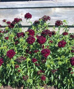 Alternative view of 30 SOOTY DIANTHUS Barbatus Dark Maroon Red Sweet William Flower Seeds