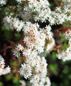 Alternative view of 50 OKTOBERFEST SEDUM Acre Gold Moss Stonecrop Succulent Groundcover White Flower Seeds