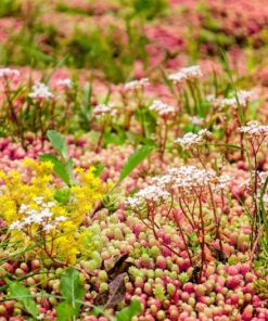 Alternative view of 150 MIXED SEDUM Stonecrop Succulent Groundcover Red White Yellow Pink Purple Color Mix Flower Seeds