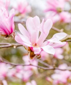 Alternative view of 5 LOEBNER MAGNOLIA Loebneri TREE Shrub Seeds Cross of M Stellata & Kobus Fragrant Pink White Huge 3 5" Wide Flowers