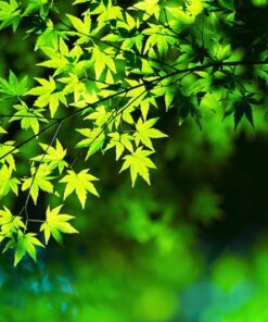 Alternative view of 20 GREEN JAPANESE MAPLE Tree Ornamental Acer Palmatum Palmate Maple Yellow Fall Color Red Flower Seeds