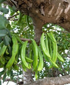 Alternative view of 20 CAROB TREE Saint John's Bread Ceratonia Siliqua Evergreen Edible Fruit Pods Legume Flowering Ornamental Tree Seeds