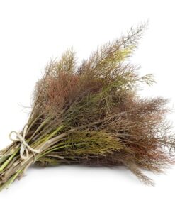 100 BRONZE FENNEL Foeniculum Vulgare Purpureum Herb Bronze Foliage Yellow Flower Seeds