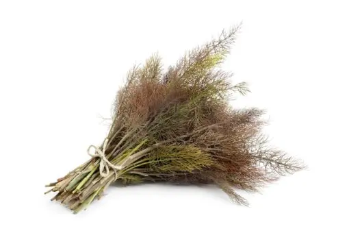 100 BRONZE FENNEL Foeniculum Vulgare Purpureum Herb Bronze Foliage Yellow Flower Seeds