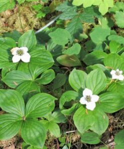 Alternative view of 15 WESTERN BUNCHBERRY Alaskan Dogwood Canadian Cornus Unalaschkensis White Sun or Shade Groundcover Flower Edible Red Berry Herb Seeds