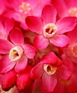 Alternative view of 25 RED FLOWERING CURRANT Ribes Sanguineum aka Blood Currant Edible Fruit Blue Black Berries Shrub Seeds