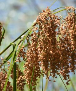 1000 WOOLGRASS Scirpus Cyperinus Wool Grass Teddybear Paws Woolsedge Cottongrass Bulrush Ornamental Wetland Grass Seeds