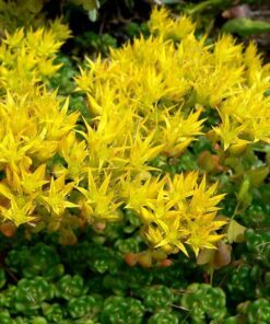 Alternative view of 50 OREGON STONECROP Sedum Oreganum