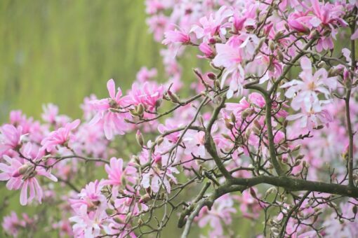 5 LOEBNER MAGNOLIA Loebneri TREE Shrub Seeds Cross of M Stellata & Kobus Fragrant Pink White Huge 3 5" Wide Flowers