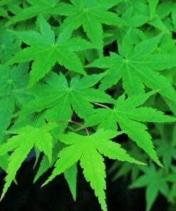 20 GREEN JAPANESE MAPLE Tree Ornamental Acer Palmatum Palmate Maple Yellow Fall Color Red Flower Seeds