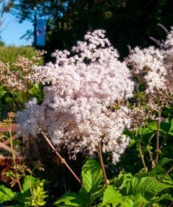 Alternative view of 100 SIBERIAN MEADOWSWEET Filipendula Palmata Meadow Sweet Pink White Flower Seeds