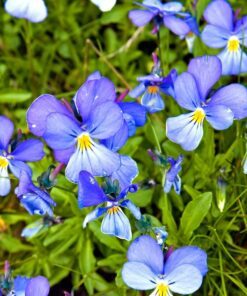 Alternative view of 25 CORSICAN VIOLET Viola Corsica Blue Purple with Yellow Eye Shade or Sun Flower Seeds